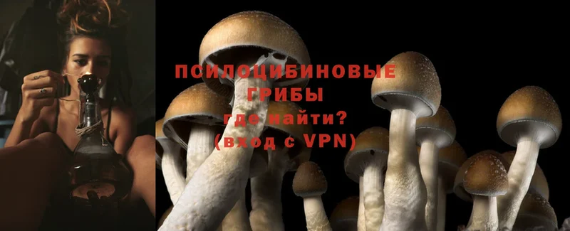 darknet телеграм  Вельск  Галлюциногенные грибы Psilocybe 